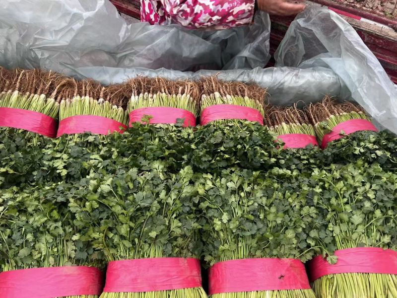 自家一手货源铁杆青香菜可以视频看货实地看货耐运输储存包吃住