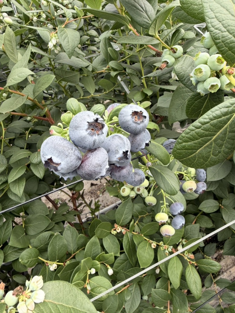 花香蓝莓L25基地直供，每天稳定输出，