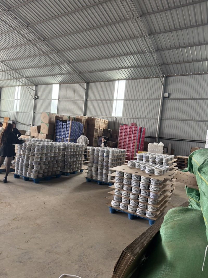 花香蓝莓L25基地直供，每天稳定输出，