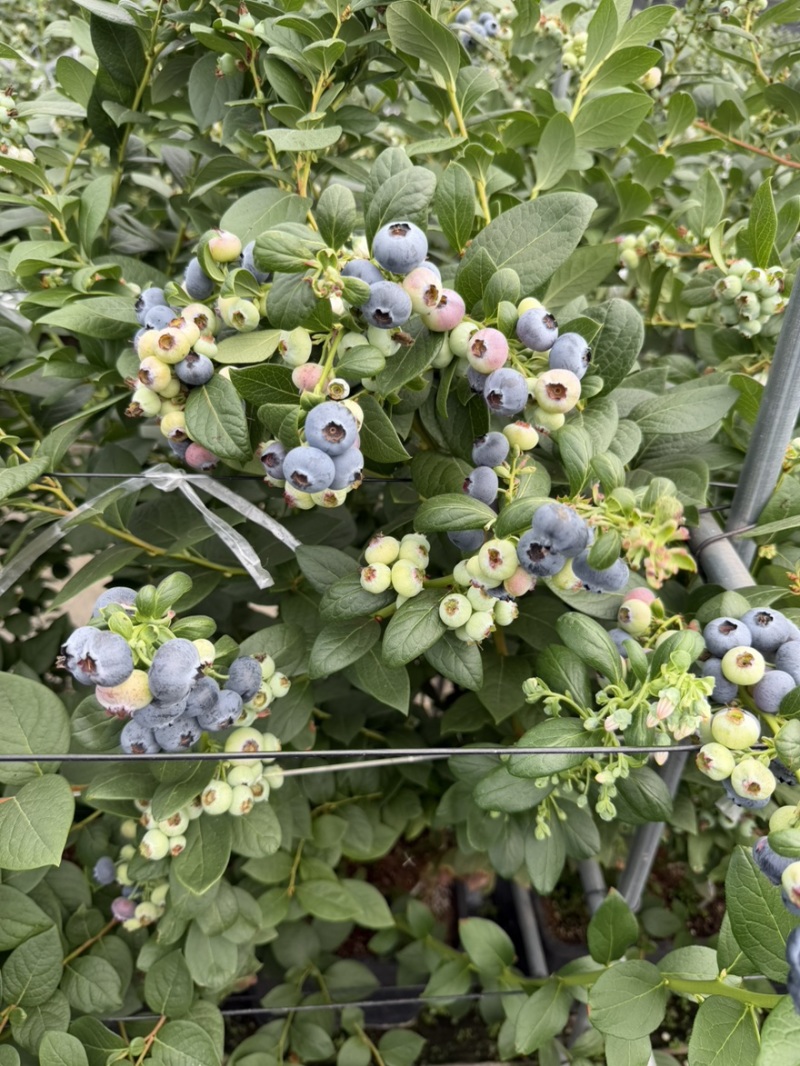 花香蓝莓L25基地直供，每天稳定输出，