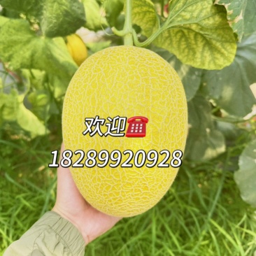 【精品】海南凤金6号拍拍金金色年华大量出货