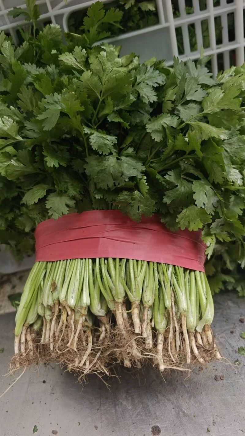 小叶香菜净菜毛菜半毛菜打捆散装装箱装袋都行鲜嫩翠绿叶子茂盛