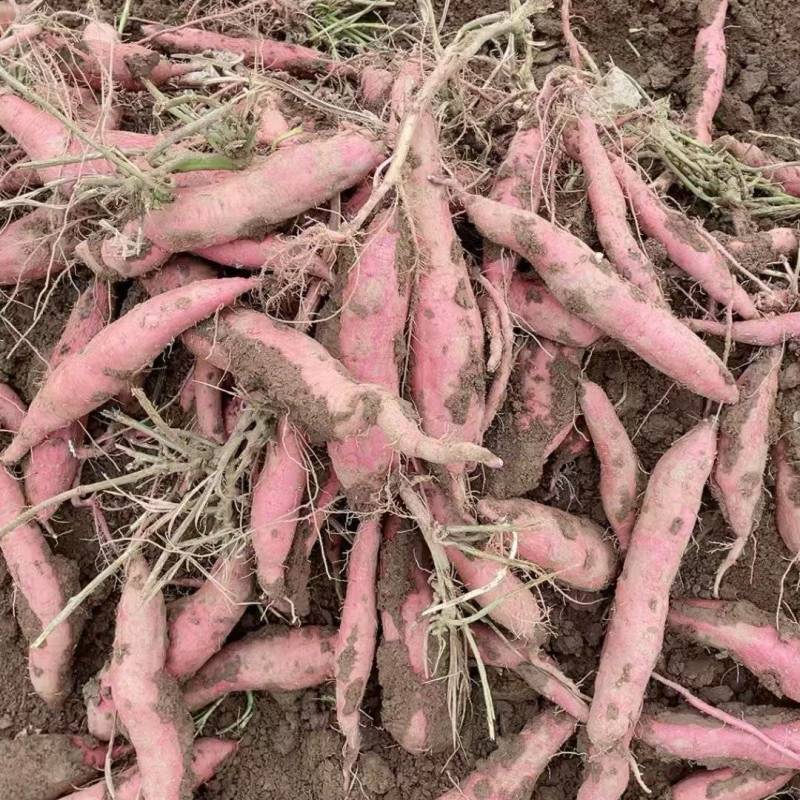 秦薯5号产地一手货源大量走货欢迎随时电话联系