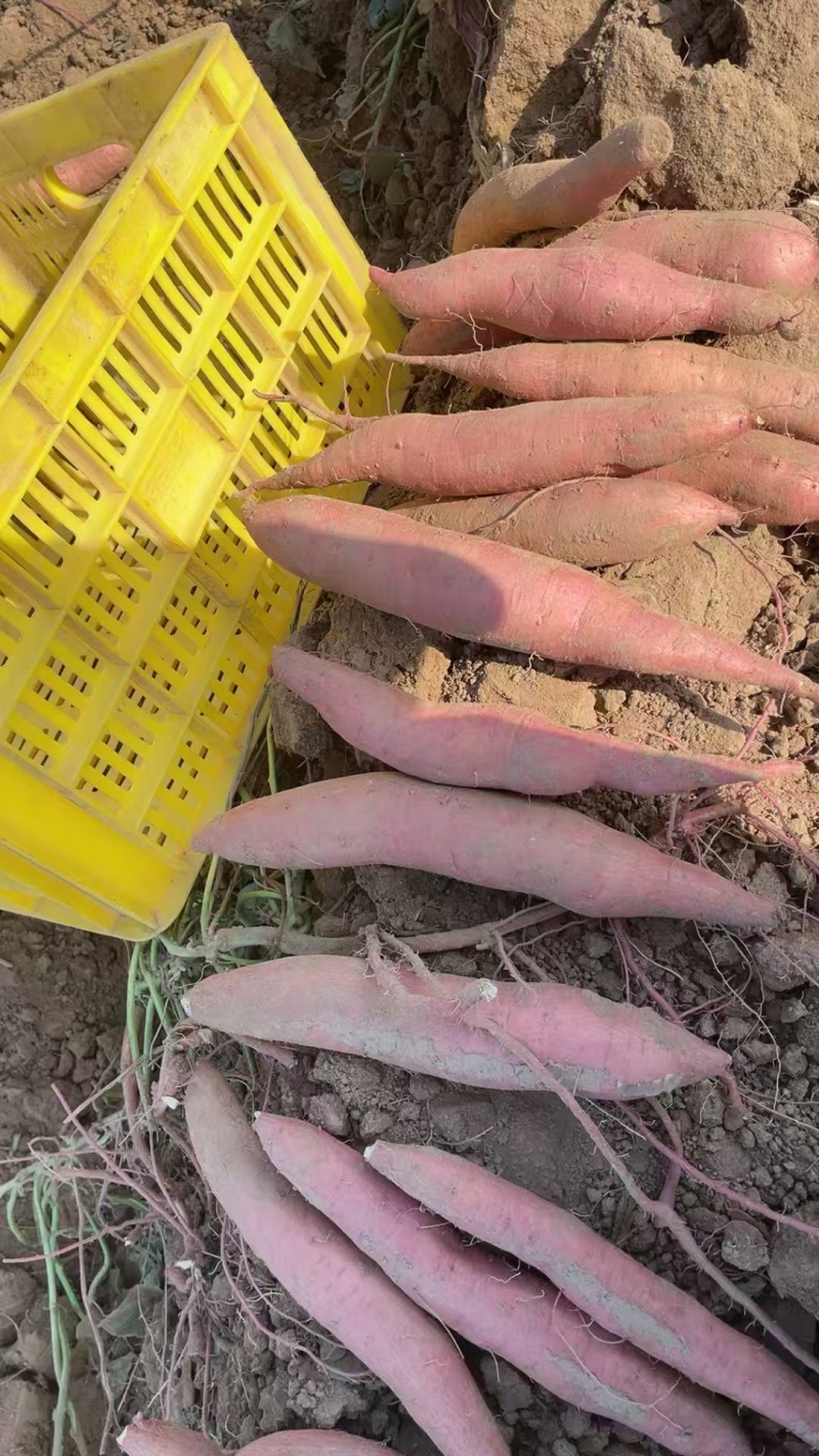 秦薯5号产地一手货源大量走货欢迎随时电话联系