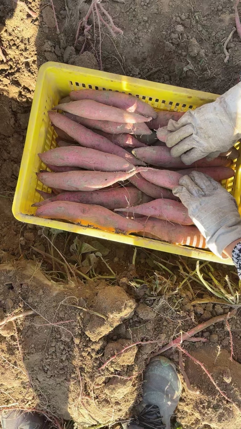 秦薯5号产地一手货源大量走货欢迎随时电话联系