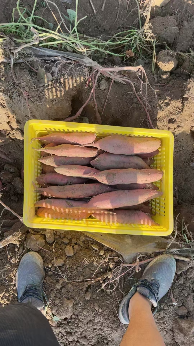 秦薯5号产地一手货源大量走货欢迎随时电话联系