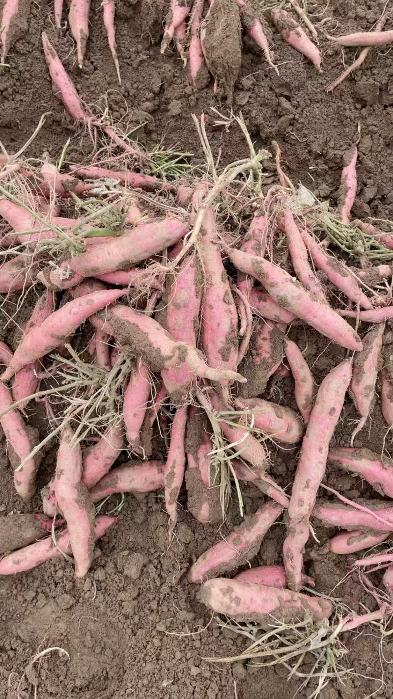 秦薯5号产地一手货源大量走货欢迎随时电话联系