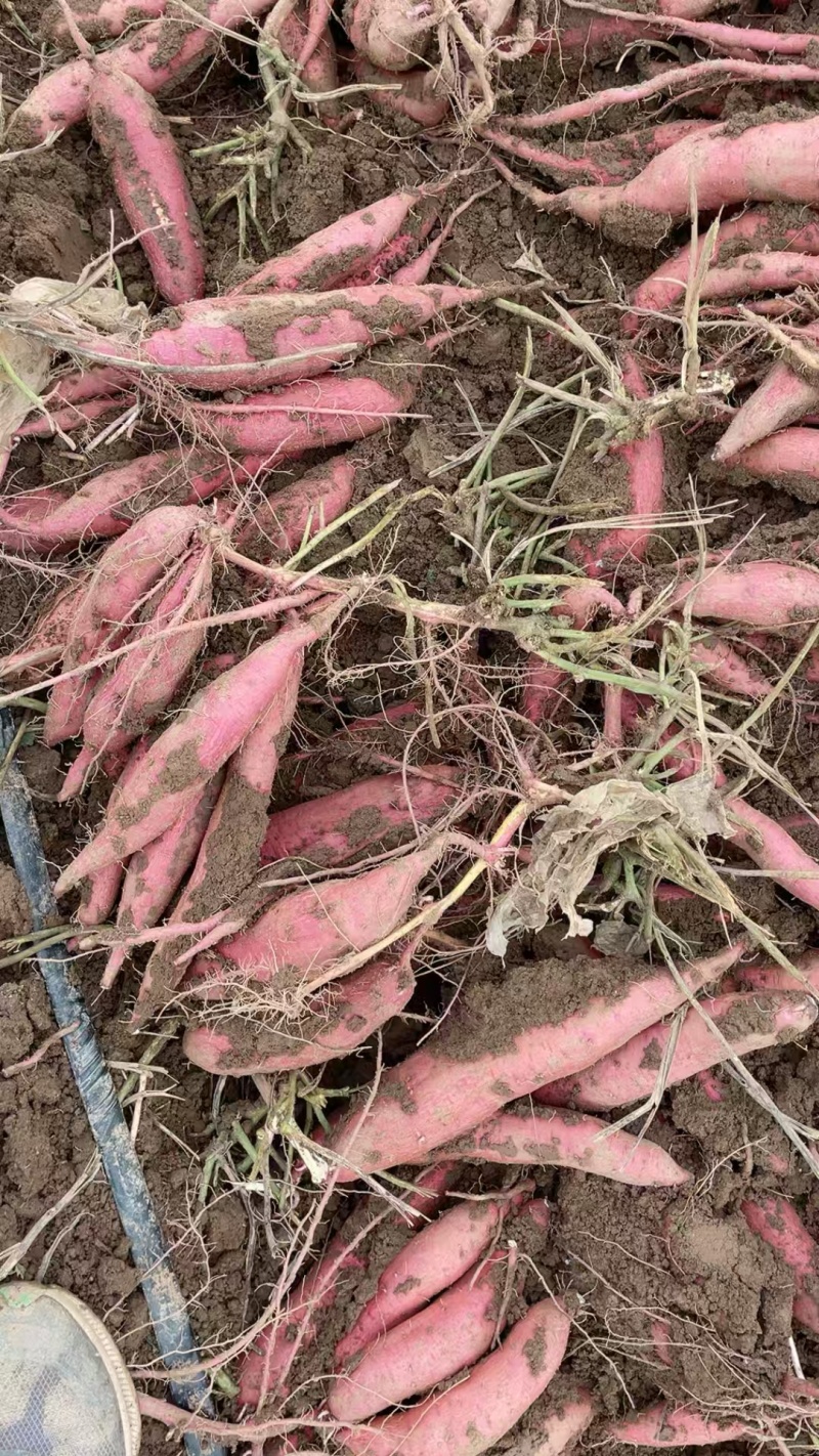 秦薯5号产地一手货源大量走货欢迎随时电话联系
