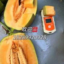 海南精品晓密25号网纹瓜玉菇产地一手货源大量上市