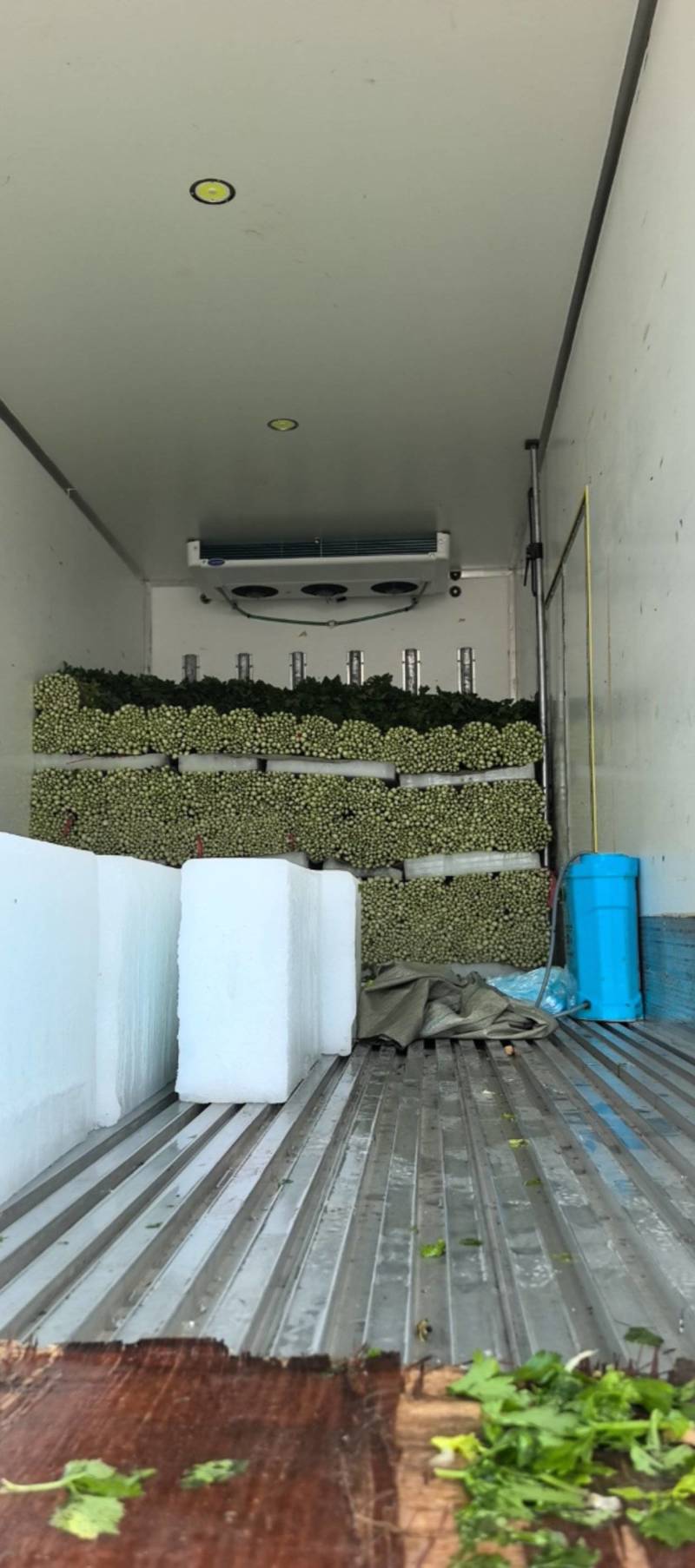 芹菜五指芹菜西芹万亩基地直发
