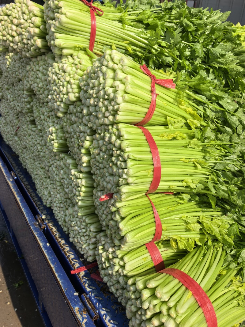 芹菜五指芹菜西芹万亩基地直发