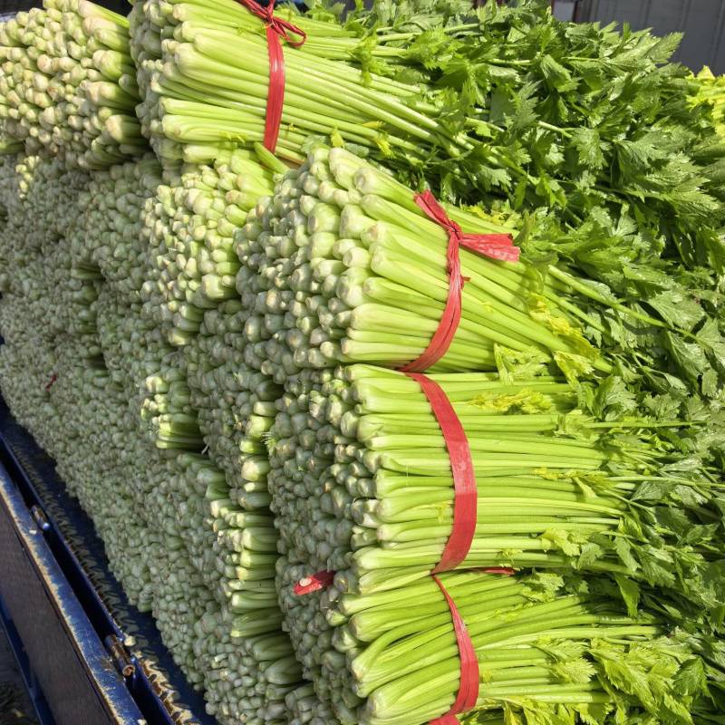 芹菜五指芹菜西芹万亩基地直发
