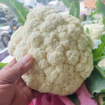 花菜松花菜菜花产地直发，大量出货，诚信经营