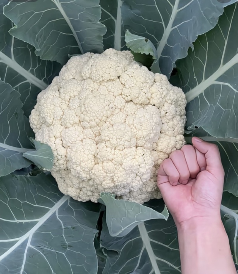 花菜松花菜菜花产地直发，大量出货，诚信经营
