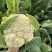 花菜松花菜菜花产地直发，大量出货，诚信经营
