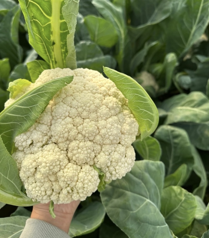 花菜松花菜菜花产地直发，大量出货，诚信经营