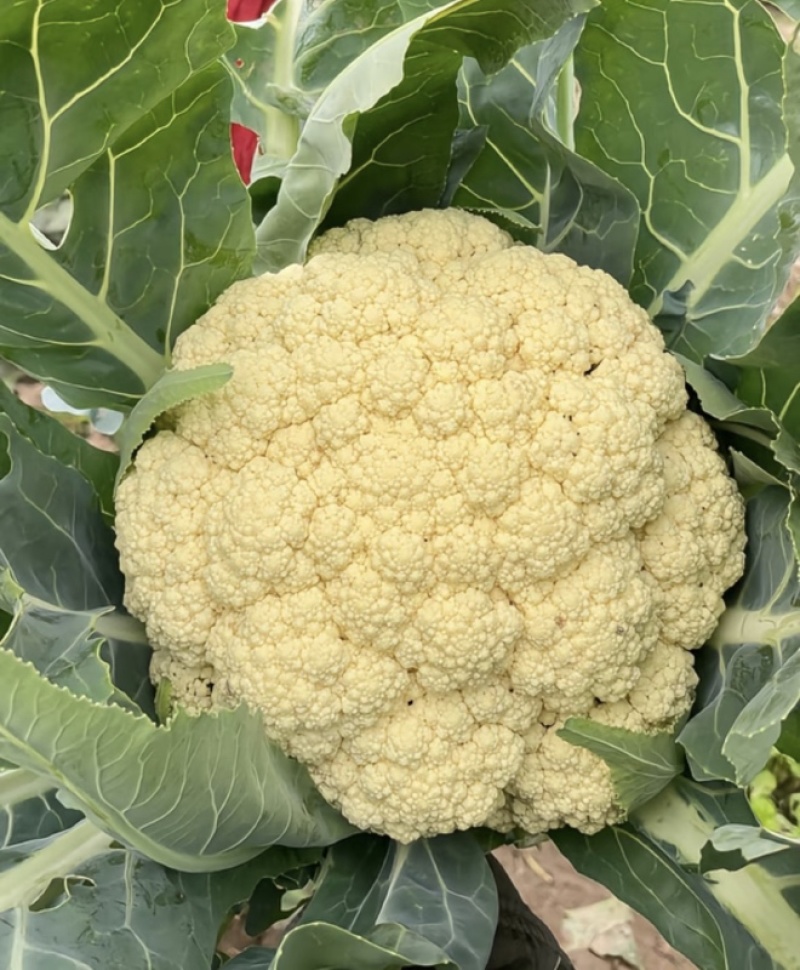 花菜松花菜菜花产地直发，大量出货，诚信经营