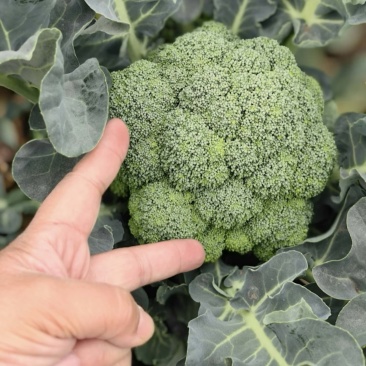 西兰花产地直发，大量出货，诚信经营