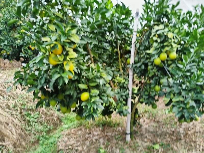 赣南脐橙
