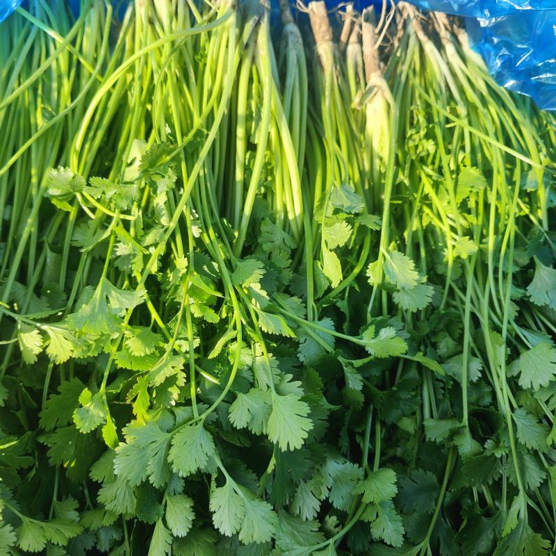 香菜