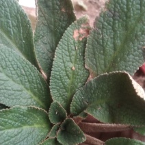 石上莲软肝草