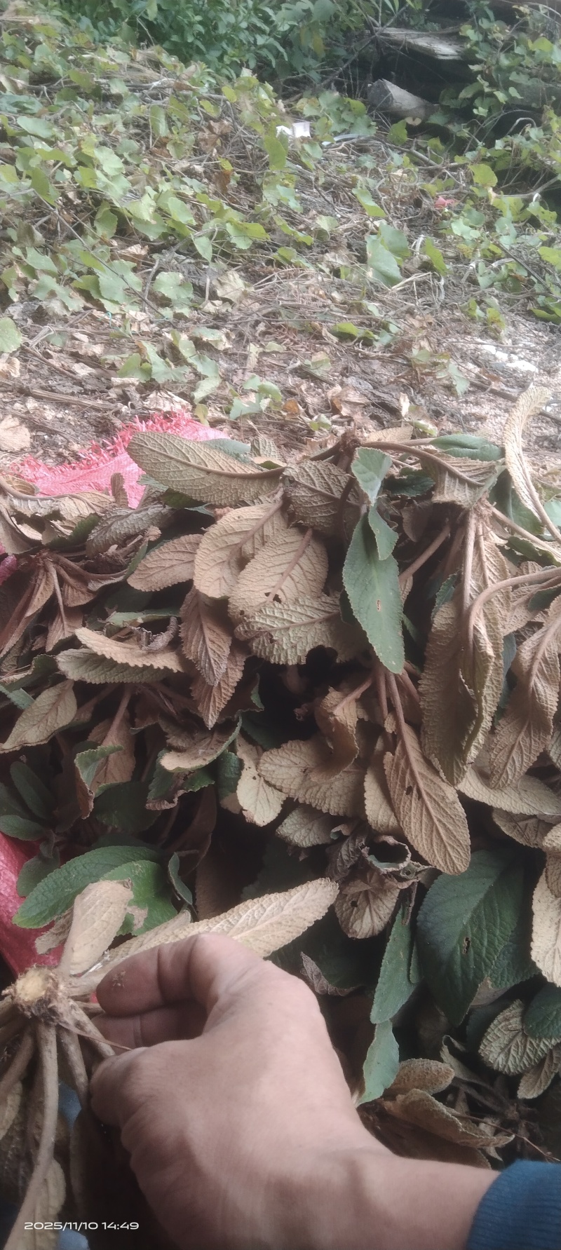 石上莲软肝草