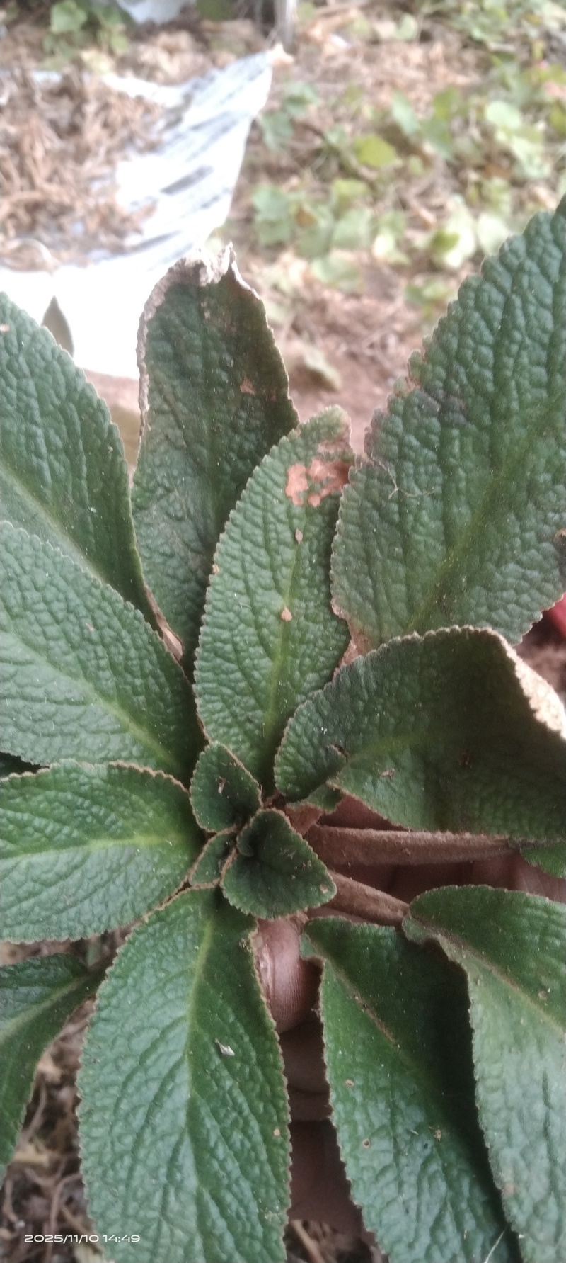 石上莲软肝草
