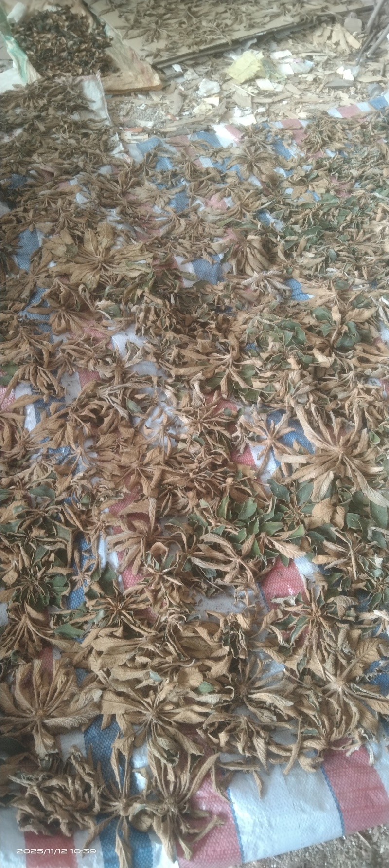 石上莲软肝草