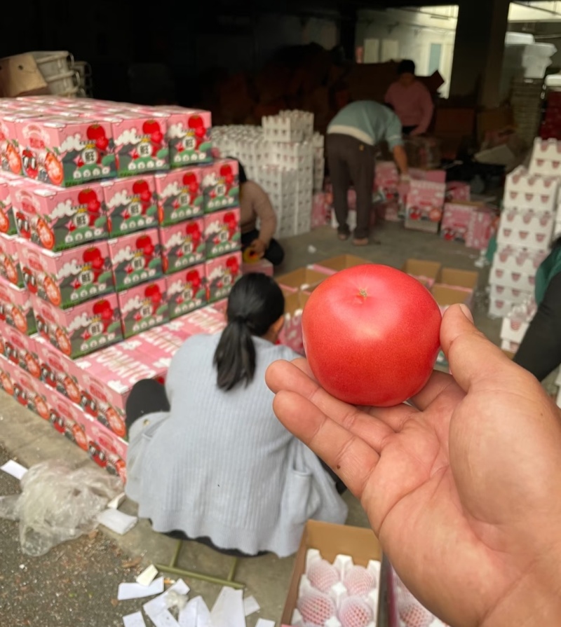 大红西红柿（云南精品西红柿）量大从优，可视频看货代发全国