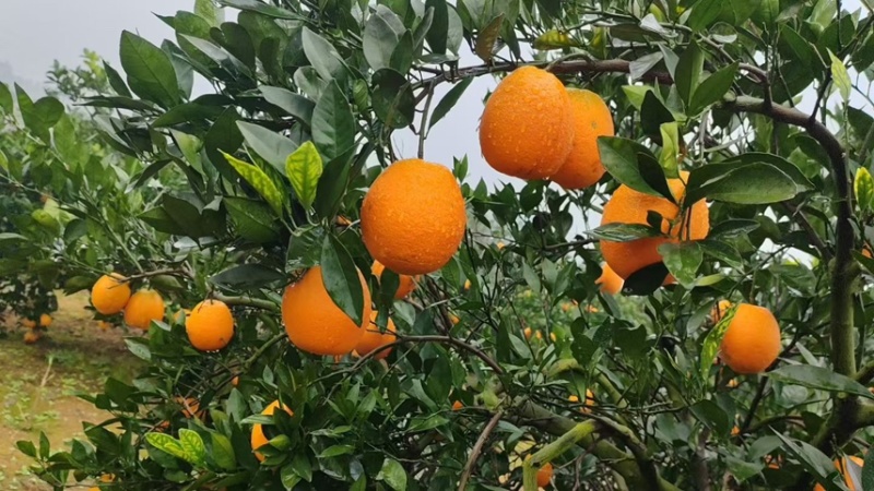 奉节脐橙大量上市产地直发一手货源品质保障