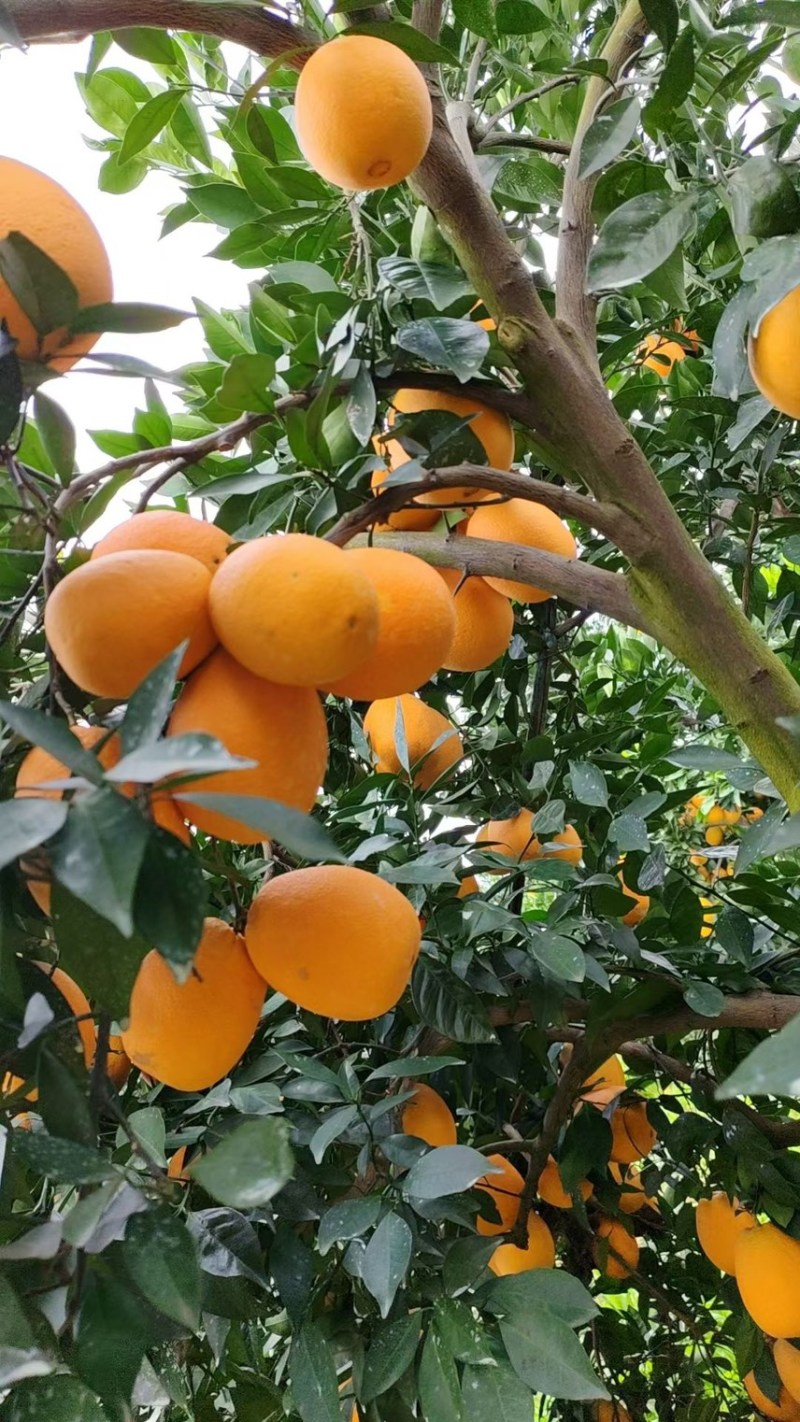 奉节脐橙大量上市产地直发一手货源品质保障