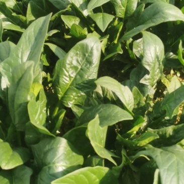 潍坊菠菜55亩