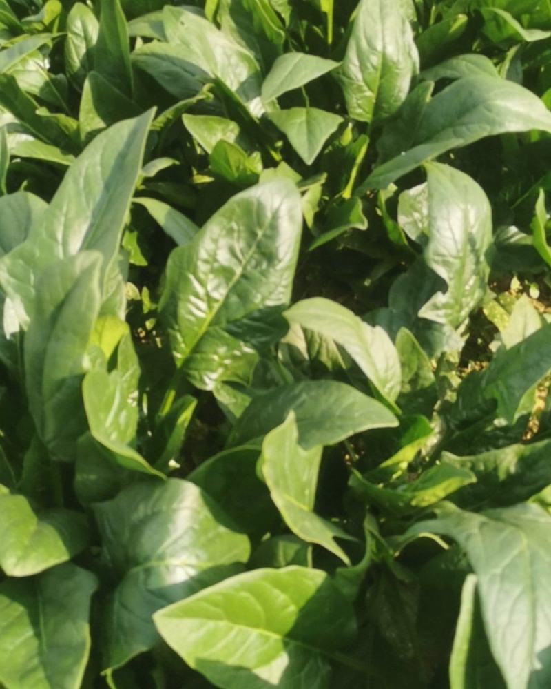 潍坊菠菜55亩