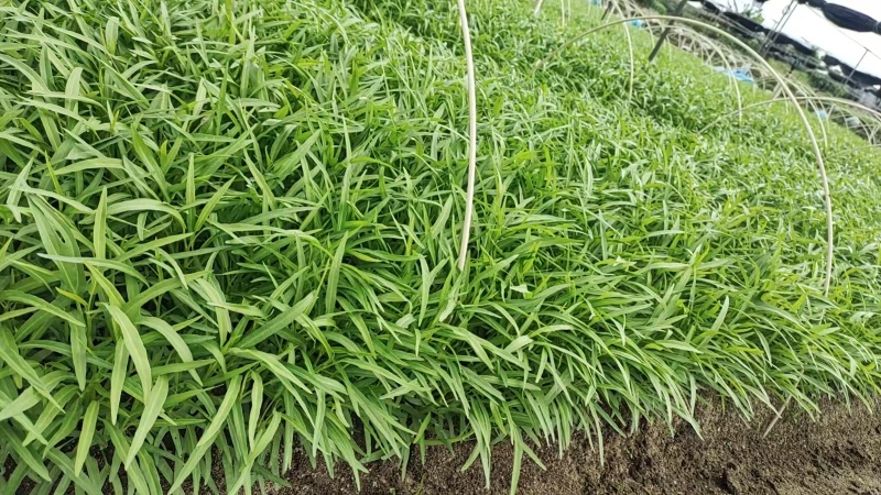 广东蔬菜基地