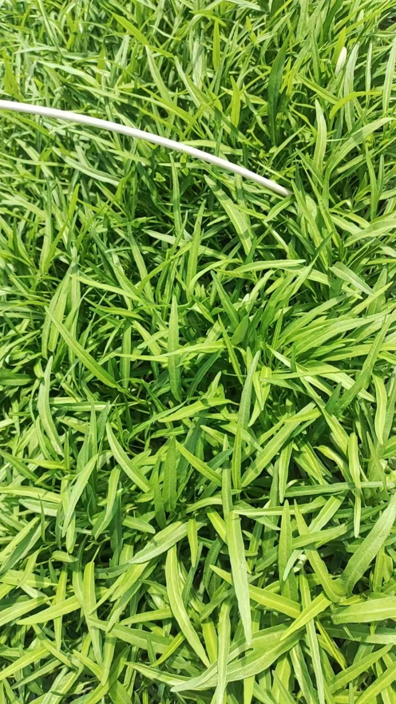 广东蔬菜基地