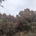 高山红富士