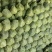 菏泽中甘甘蓝货量大不烧心烧边无虫眼卖相好大小规格都有按需