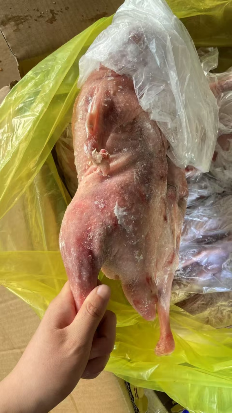 次一级两光鹅