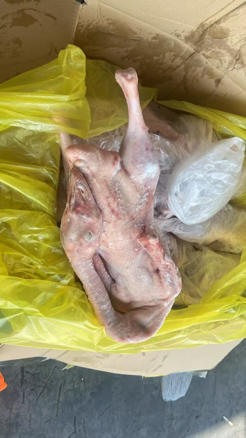 次一级两光鹅