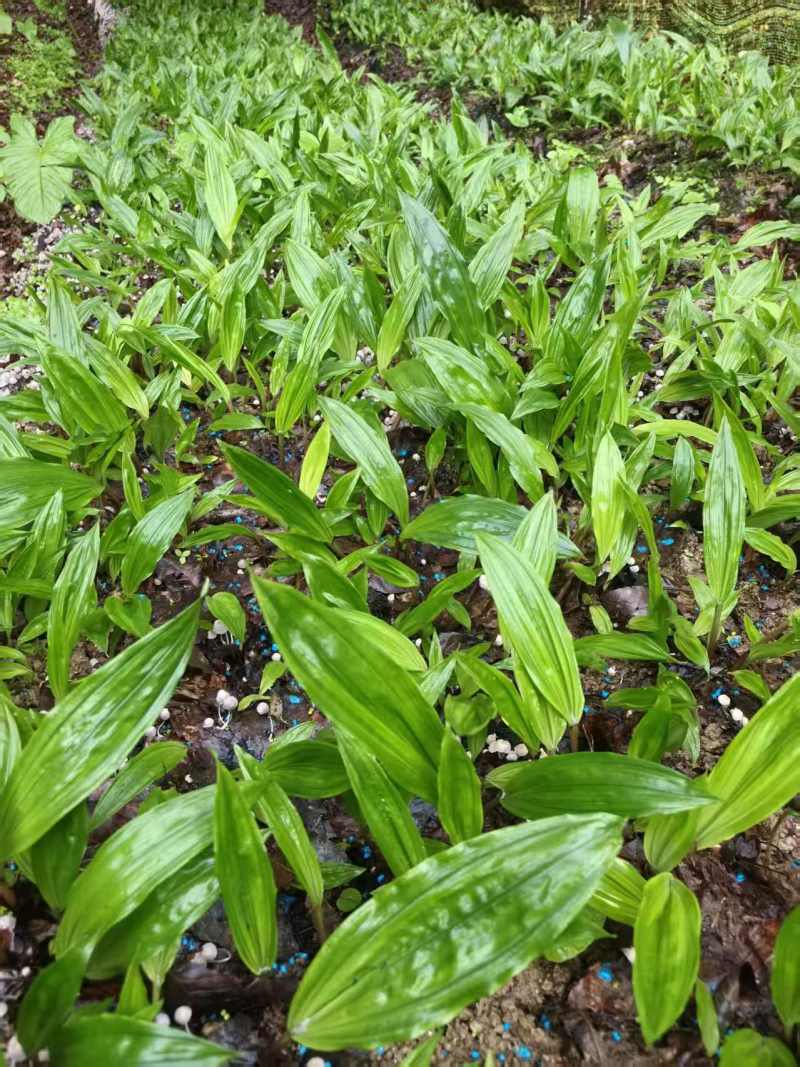 毛慈菇种苗果夹紫花