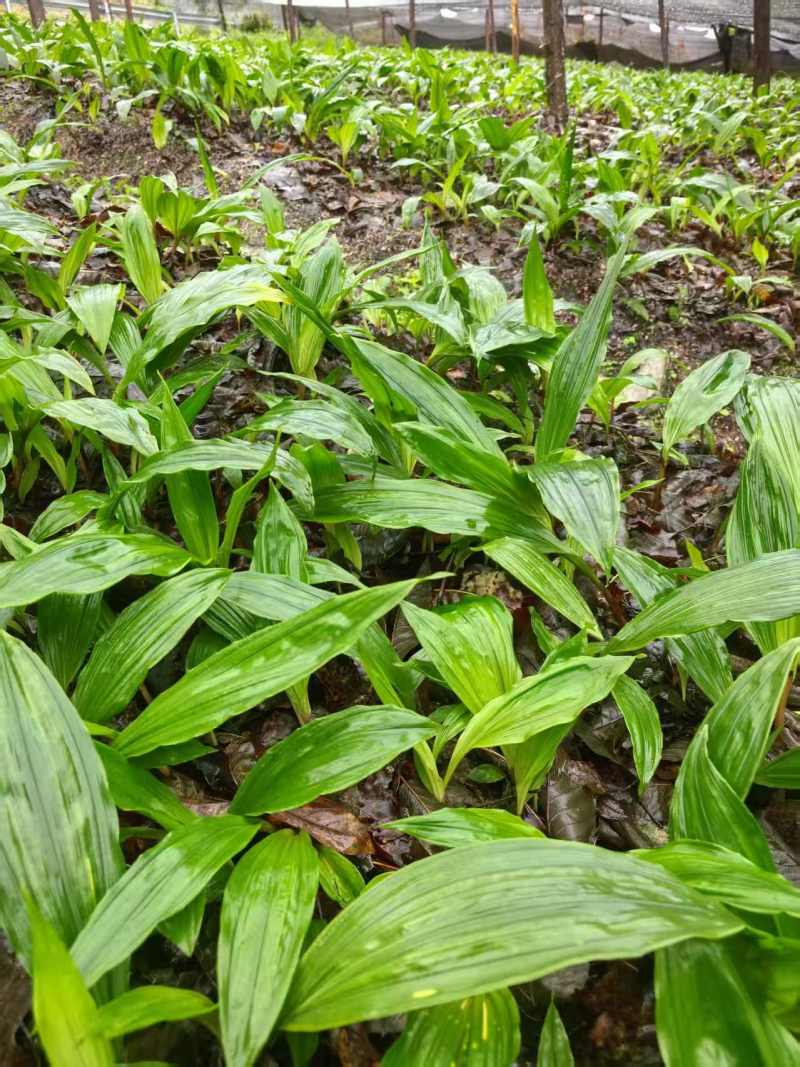 毛慈菇种苗果夹紫花