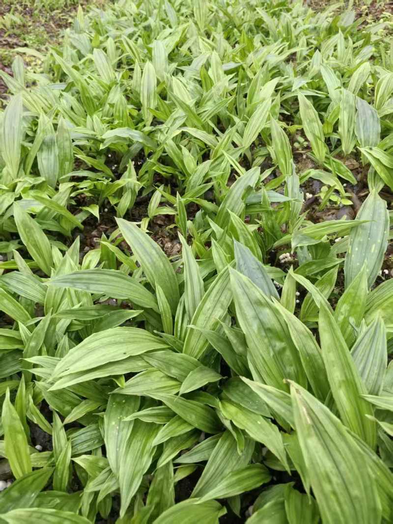 毛慈菇种苗果夹紫花