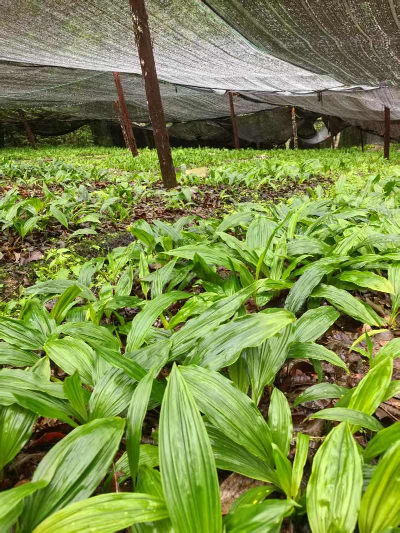 毛慈菇种苗果夹紫花