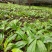 毛慈菇种苗果夹紫花