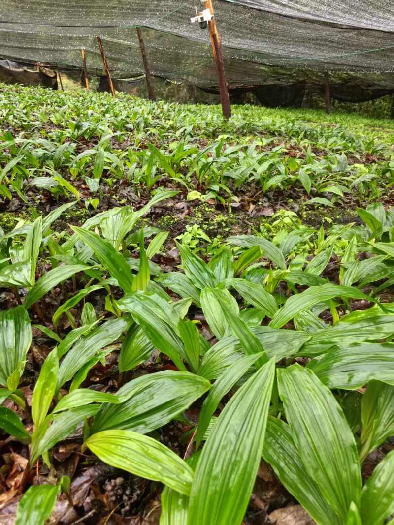 毛慈菇种苗果夹紫花