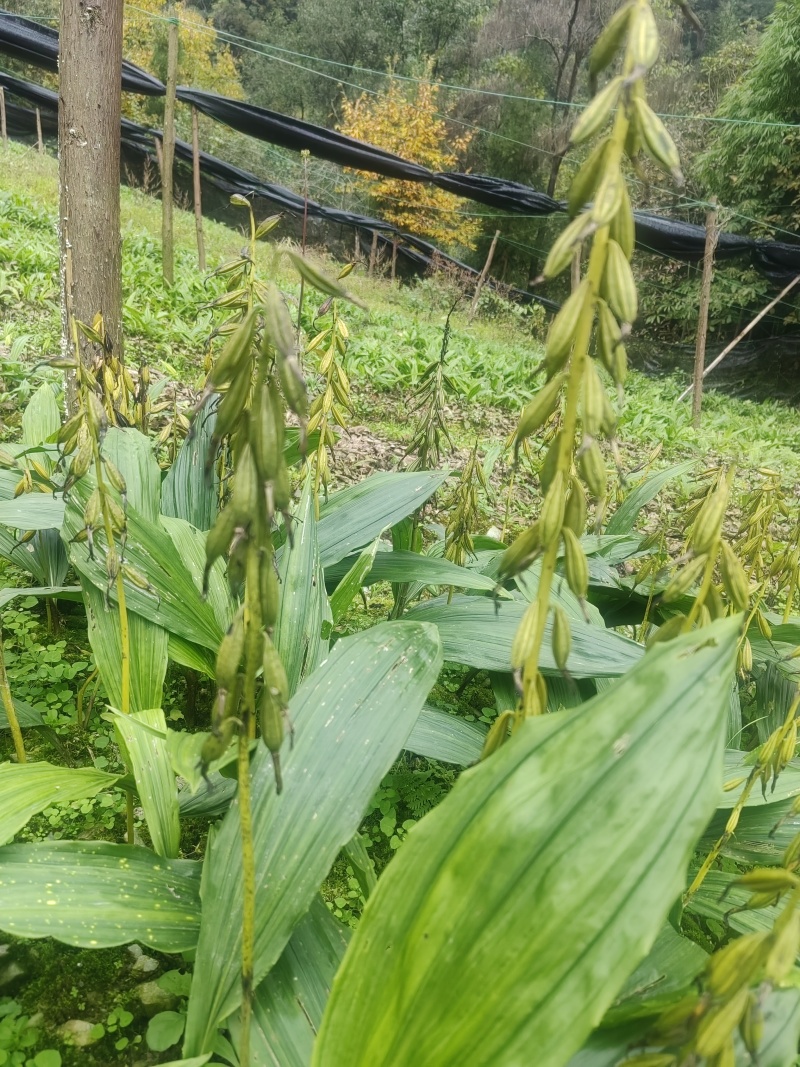 毛慈菇种苗果夹紫花