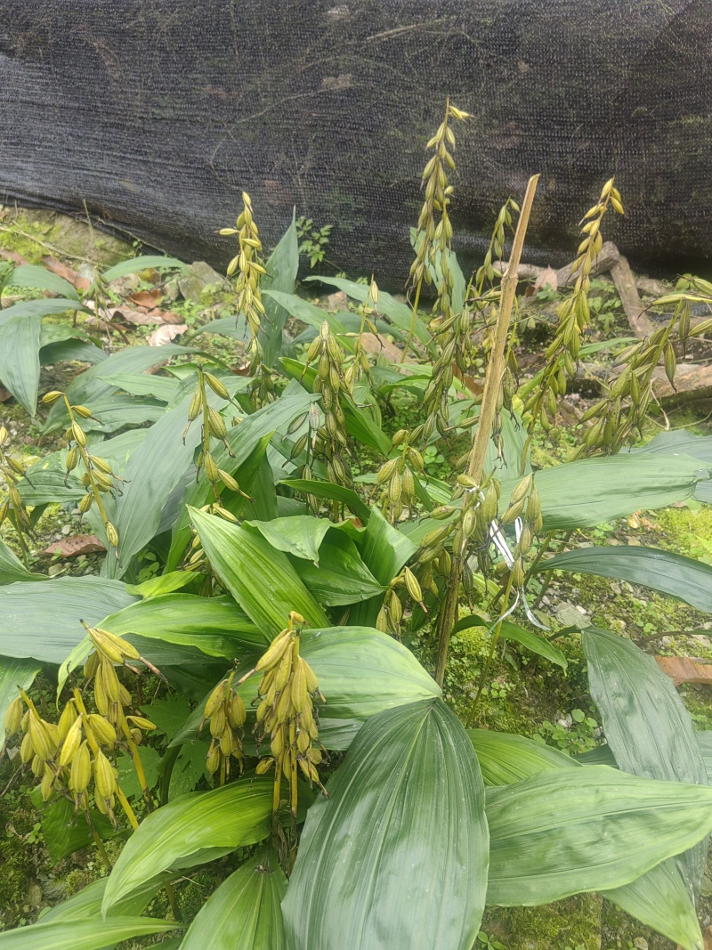 毛慈菇种苗果夹紫花