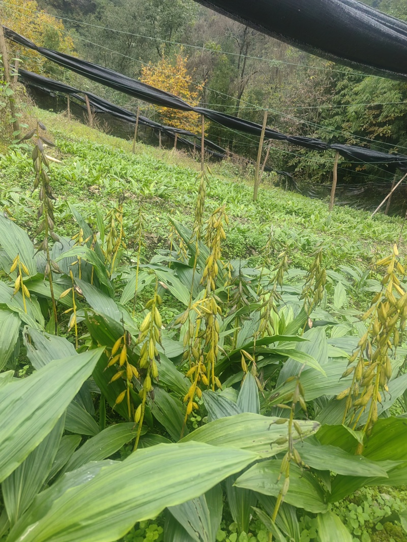 毛慈菇种苗果夹紫花