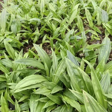 毛慈菇种苗果夹紫花