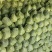 菏泽中甘甘蓝货量大不烧心烧边无虫眼卖相好大小规格都有按需